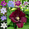 6 pcs Clematis Zwiebeln balkon pflanzen topfpflanzen für draußen Clematis Winterhart Mehrjährig Zwiebeln pflanzen für draußen blumen winterhart kletterpflanzen winterhart mehrjährig