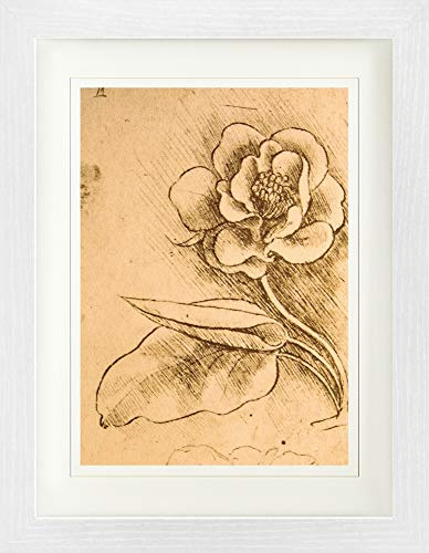 1art1 Leonardo Da Vinci Poster Blumenstudie, Detail, 1481-1483 Gerahmtes Bild Mit Edlem Passepartout | Wand-Bilder | Im Bilderrahmen 40x30 cm