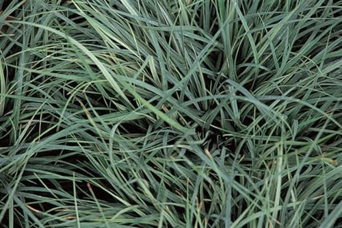 Carex panicea 2L Container – Winterhart, Mehrjährig, Pflegeleicht – Hirse-Segge – Ziergras für Garten & Teichrand