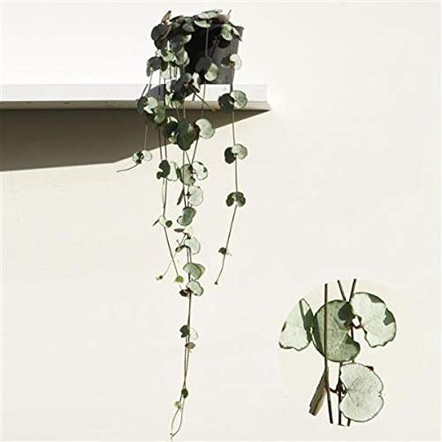 Ceropegia woodii Silver Glory 15-20 cm – elegante Hängepflanze – Fiore a candelabro – pflegeleichte Grünpflanze – dekorative Zimmerpflanze für Wohnung & Büro