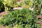 Taxus baccata 'Repandens' 30-40 cm - Kriech-Eibe, immergrün, ideal für Grabbepflanzung und Steingärten, pflegeleicht, winterhart