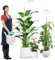 wolezek Pflanzenlampe LED Vollspektrum, 80 LEDs 6500K Grow Light, 160cm Großes Grow Lampe, 3 Farben Pflanzenlicht mit 360° Schwanenhals, 6/12/16H Timer, 5 Helligkeit (Weiß 2 Stück)