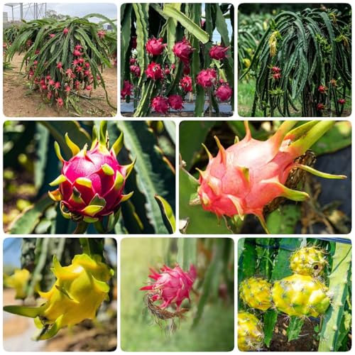 500 pcs drachenfrucht pflanze samen - säulenobst winterhart, topfpflanzen draußen winterhart bio saatgut balkon pflanze, obstpflanzen pflanzen garten obstbaum baumsamen exotische