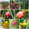500 pcs drachenfrucht pflanze samen - säulenobst winterhart， topfpflanzen draußen winterhart bio saatgut balkon pflanze, obstpflanzen pflanzen garten obstbaum baumsamen exotische