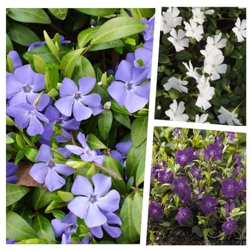 Stauden Gänge 30 x Vinca minor Farbmix Kleines Immergrün im Mix winterhart | Kleines Immergrün – winterharter, immergrüner Bodendecker für Sonne bis Schatten, mehrjährig, 9x9 cm Topf