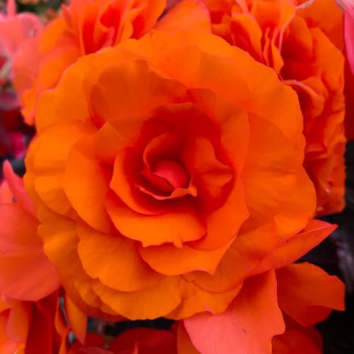 Begonia Orange Double - Summer Flowering Garden Bulbs - Live Outdoor Plants for Pots & Borders - Perfect for UK Gardens (3 Bulbs)