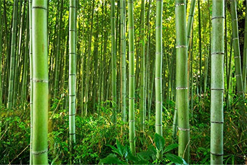 Muralo Selbstklebende Fototapete 360 x 240 Wald Natur Bambus Tapete Tropen Exotik Flora Sprossen Wohnzimmer Schlafzimmer Wandbilder XXL Wand Br. 360 cm x Hö. 240 cm
