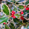 120 pcs stechpalme deko samen - bonsai baum kräutergarten geschenk winterharte pflanzen für garten, heckenpflanzen winterhart, balkonpflanzen winterhart büropflanzen pflanzensamen