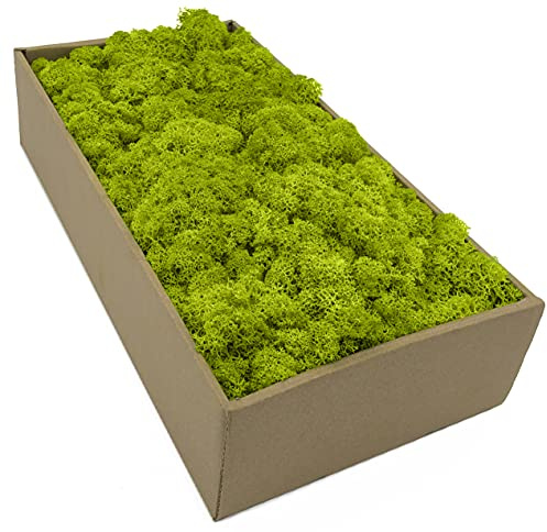 Islandmoos - Moos in 5 versch. Farben 250gr / 500 gr / 1Kg echtes konserviertes Natur Moos zum Moosbild basteln Deko und Modellbau (Frühlingsgrün, 250 gr)