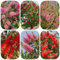 50 Pcs Zylinderputzer Pflanze Samen - Bio Saatgut, Winterharte Sträucher, Wildblumensamen Mehrjährig Winterhart Wildkräuter Samen, Blumen Für Balkon Küchenkräuter Samen, Seltene Pflanzen,