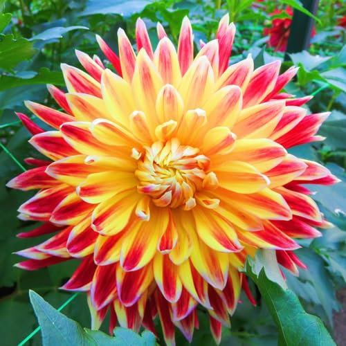 Winterhart MehrjäHrig,Riesen Dahlien Knollen Dahlien Knollen Ideale Garten Pflanzen,Balkon Pflanzen & Kübelpflanzen,Gardeners Dream Winterharte Pflanzen,Mehrjährige Stauden-4Knollen-d