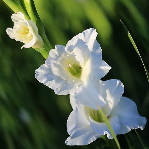 12 Pcs gladiolen zwiebeln winterhart mehrjährig, garten geschenk zwiebeln frisch, blumenzwiebeln frühblüher (Gladiolus) kleine geschenke plants, frühlingsblumen zwiebeln zwiebeln balkonpflanzen