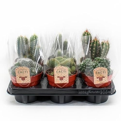 Kaktusmischung | 6 Stück - 20cm - Ø12cm - Zimmerpflanze - Multideal - Kakteen und Sukkulenten