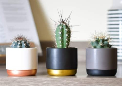 Selection of 3 Small Cactus- Perfect for Office/Conservatory/Windowsill. (3).