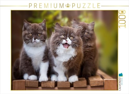 CALVENDO Puzzle EIN Motiv aus dem Kalender Kittens - Britisch Kurzhaar Katzenkinder | 1000 Teile Lege-Größe 64 x 48 cm Foto-Puzzle für glückliche Stunden