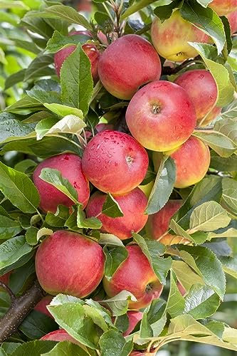 Terrassenobst Zwergobst 40 cm Stammhöhe - kompakte Obstbäume, ideal für Terrassen und Balkone, pflegeleicht, ertragreich