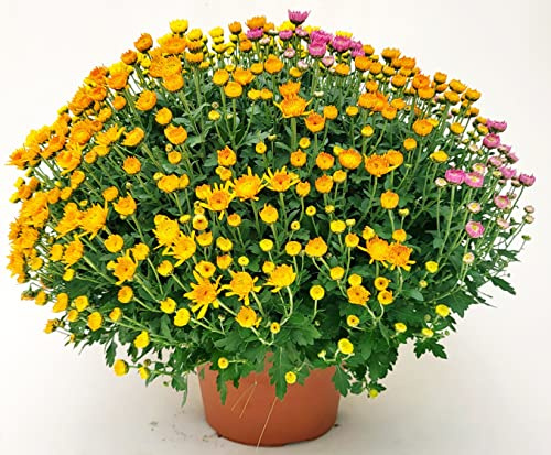 POWERS TO FLOWERS - CRISANTEMO MARGHERITA CARNAVAL, XXL, VASO 22CM, Pianta Vera