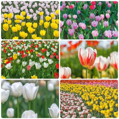 15 pcs tulpenzwiebeln winterhart mehrjährig - bonsai topf luftreinigende zimmerpflanzen tulpen zwiebeln,tulpenzwiebel,Tulipa gesneriana, pflanze dachbegrünung geschenke für ältere