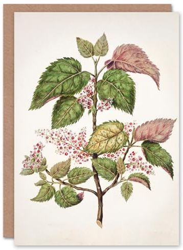 Artery8 Sarah Featon Art Card New Zealand Makomako Flowering Plant