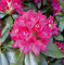 Großblumige Rhododendron Nova Zembla 40-50cm - Alpenrose