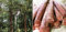 15 semi di albero di sandalo rosso