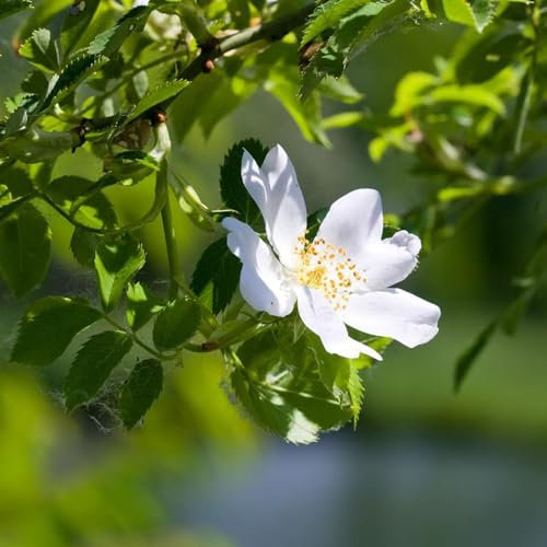 150 pz semi di piante di rosa canina, rosa canina, semi di prato d' perenni resistenti, semi di piante (rosa canina) piantare fiori, regali di pasqua aiuola, piante da giardino