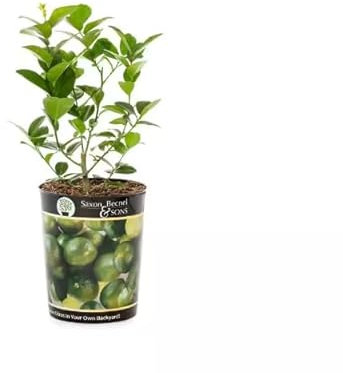 Árbol de Lima Natural en Maceta Fácil Cosecha en Espacios Pequeños