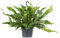 Platycerium Bifurcatum – Herbsthornfarn – Hängepflanze – Luftreinigend – ⌀17 cm - 30-40 cm