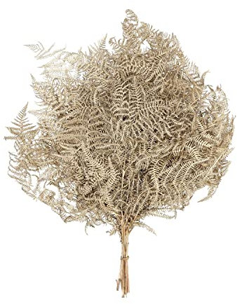 Bracken Farn - 10 Stück/Bund - konserviert - L60 cm, B40 cm - Gold
