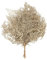 Bracken Farn - 10 Stück/Bund - konserviert - L60 cm, B40 cm - Gold