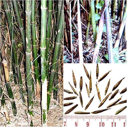 Bambus Fargesia yunnanensis (Borinda yunnanensis) 50 Samen