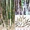 Bambus Fargesia yunnanensis (Borinda yunnanensis) 50 Samen