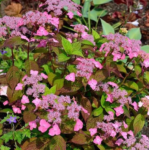 Teller Hortensie Daredevil 40-60cm - Hydrangea serrata