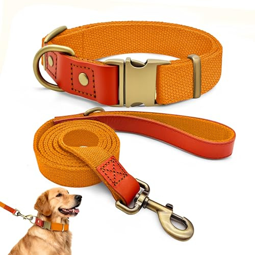 Hundehalsband und 150cm Leine Set XL, Nylon Leder Orange | Extra Breites Set 2,5cm Für Sehr Große Hunde, Extrem Belastbar, Messing-Optik Schnalle, Langlebig Spaziergang & Training