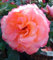 Rose Beetrose 'Leonardo da Vinci' Edelrose rosa im großen Topf