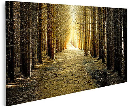 islandburner Prime Bild auf Leinwand Waldweg Tanne Gegenlicht Bilder Wandbilder Poster