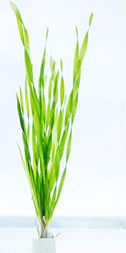 PondPlantsUK 2 x Live Plants for aquascaping, mosses, Fern, Tropical Aquatic Plants in Ceramic Weights (Vallisneria Spiralis Torta)