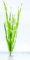 PondPlantsUK 2 x Live Plants for aquascaping, mosses, Fern, Tropical Aquatic Plants in Ceramic Weights (Vallisneria Spiralis Torta)