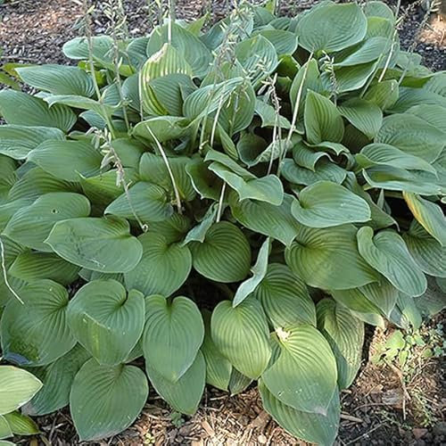 6 x Funkie 'Obscura' - Hosta 'Fortunei Obscura': Dunkelgrüne Blätter mit weißen Blüten.