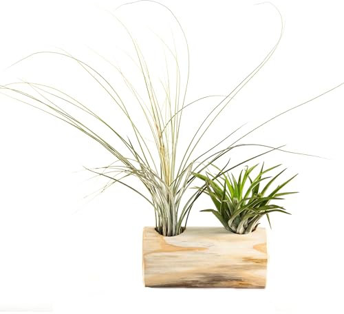 Bonplants Tillandsia Aerea, Pianta Vera Tropicale Senza Terra, Decorazione Verde per Casa (2 Tillandsie con supporto)