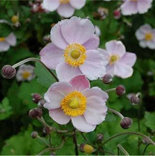Herbstanemone Richard Ahrends - Anemone japonica - lebende Gartenpflanze aus den Baumschulen