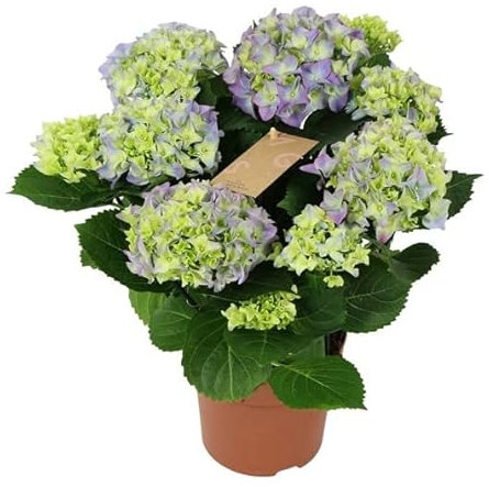 Hortensia Azul Natural Planta de Interior o Exterior