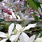 2 x immergrüne Clematis Kletterpflanzen: Clematis Apple Blossom & Clematis Armandii - Rosa/Weiß, Mehrjährig und Immergrün | 2 x 1,5 Liter Töpfe