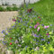 Tübinger Bienenweide | 1 kg - 500m2 | Blumensamen für Bienen | Bunte Blumenwiese | Einjährige und mehrjährige Wildblumen | Mit 11 Nektarreiche Arten | Schnellwachsende Blumenmischung