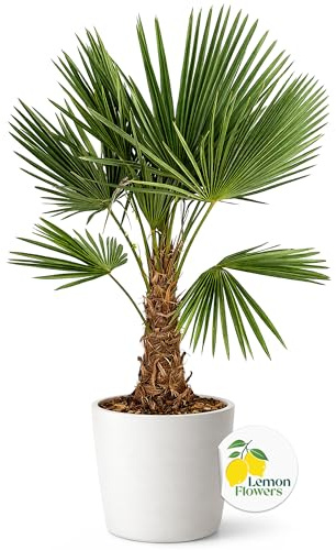 LEMON FLOWERS | Palme Winterhart Für Außen Trachycarpus Fortunei 140cm - Palmen Winterhart Draußen - Palmen für draußen - Palme echt Ideale Balkonpflanzen - Hanfpalme