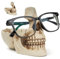 Skull Glasses Holder Stand with Storage Tray, Glasses Holder in Skull Design, Resin Skull Head Sculpture Statue Glasses Holder, Decorative Glasses Holder, Home Decoration, Display Stand (White)