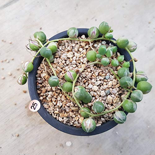 Portal Cool 1110-1178 suculentos y CactusSenecio Rowleyanus Varigated:Seeds Only