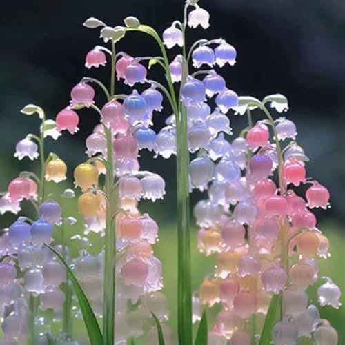 Lily of The Valley Bulbs Mix for Planting Now UK/Natural Organic/Cut Flowers/Good for Containers/Greening Flower/Strong Plants That Grow Well/Wedding Flowers.-5Bulbs-C