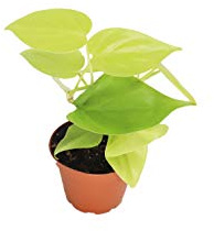 Philodendron Neon Cordatum - 2 from California Tropicals