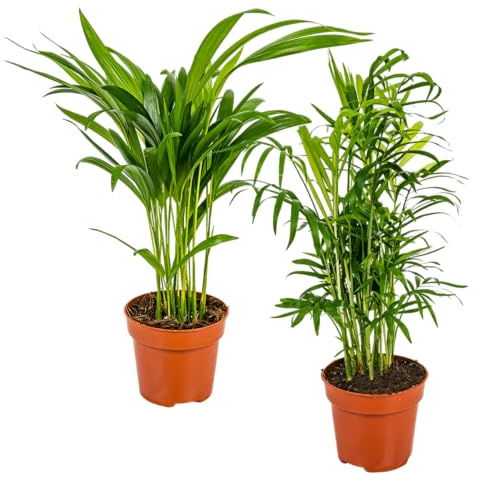 Bloomique - 2er-Set - Dypsis & Chamaedorea - Palme - Zimmerpflanzen - Luftreinigend - Tierfreundlich - Höhe 30-40 cm - Topf 12 cm